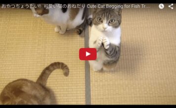 Gattino supplica per avere la pappa