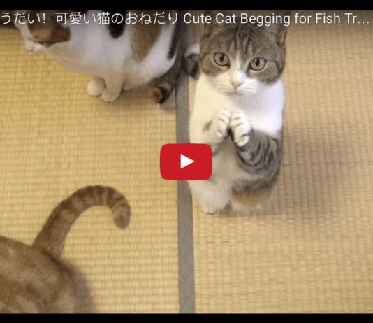 Gattino supplica per avere la pappa