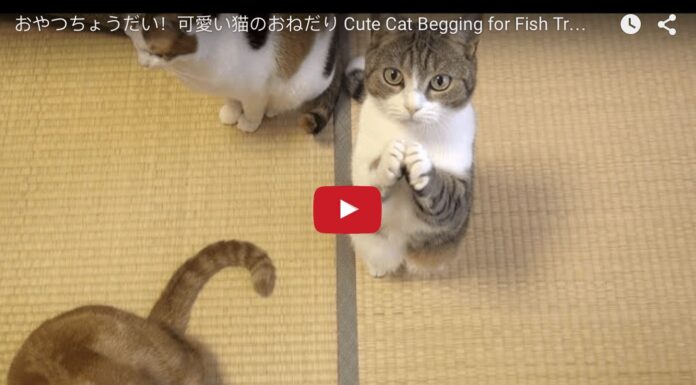 Gattino supplica la mamma umana per avere la pappa Gattino supplica per avere la pappa