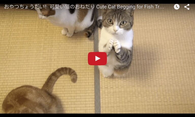 Gattino supplica per avere la pappa