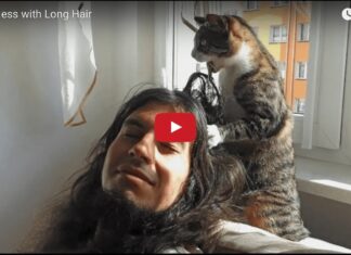 Gatto parrucchiere
