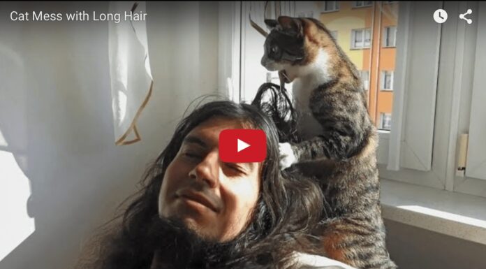 Gatto “parrucchiere” si prende cura del suo umano Gatto parrucchiere