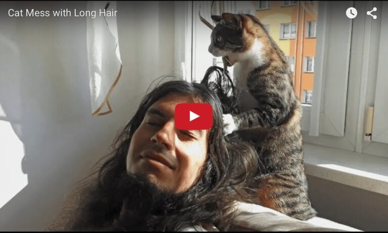 Gatto parrucchiere