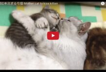 Mamma gatta bacia e abbraccia il suo gattino