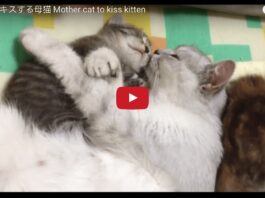 Mamma gatta bacia e abbraccia il suo gattino Mamma gatta bacia e abbraccia il suo gattino