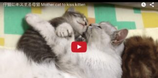 Mamma gatta bacia e abbraccia il suo gattino
