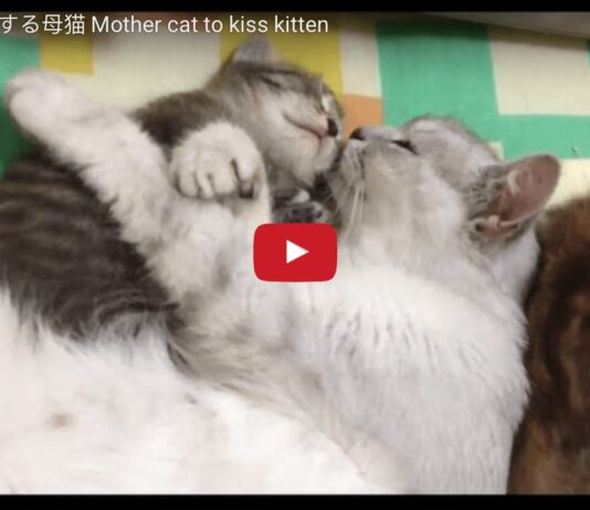 Mamma gatta bacia e abbraccia il suo gattino