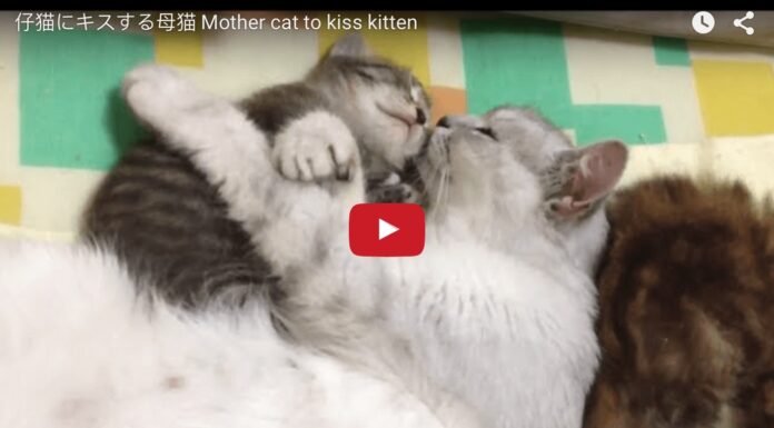 Mamma gatta bacia e abbraccia il suo gattino Mamma gatta bacia e abbraccia il suo gattino