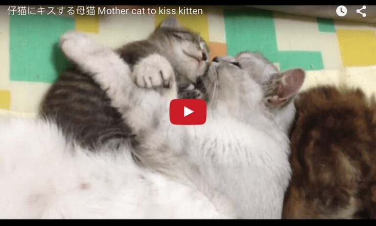 Mamma gatta bacia e abbraccia il suo gattino