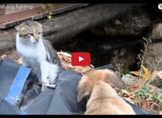 Cane e gatto litigano per il posto