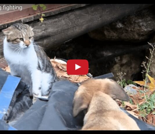 Cane e gatto litigano per il posto