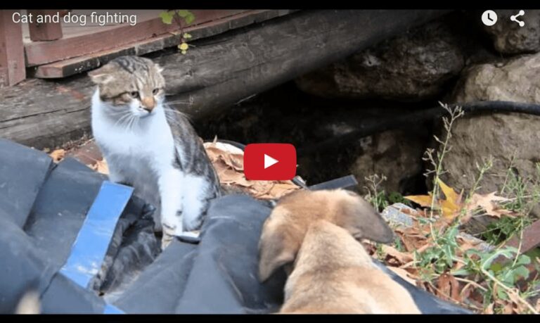 Cane e gatto litigano per il posto
