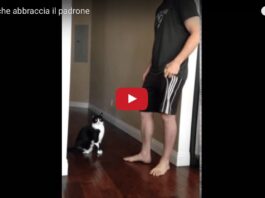 Gatto abbraccia umano