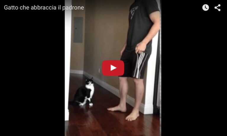 Gatto abbraccia umano