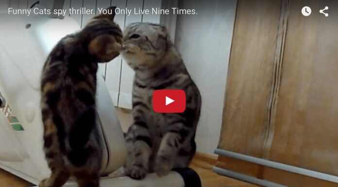 Gatti alle prese con lo “spiogatto” Operazione Spiogatto