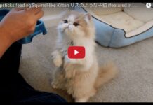 Gatto mangia con le bacchette