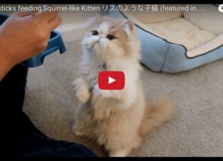 Gatto mangia con le bacchette