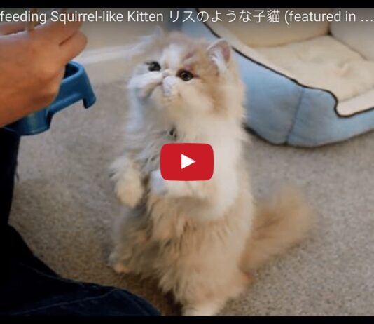 Gatto mangia con le bacchette cinesi Gatto mangia con le bacchette