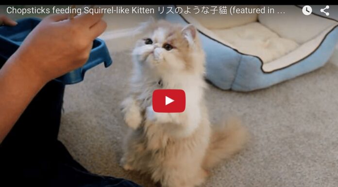 Gatto mangia con le bacchette cinesi Gatto mangia con le bacchette