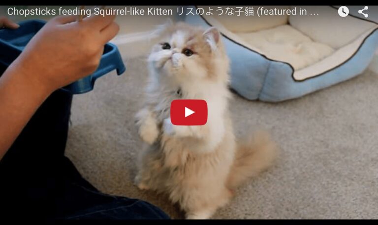Gatto mangia con le bacchette