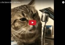 Gatto beve dal rubinetto