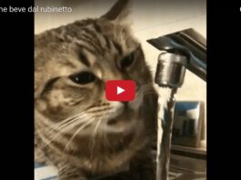 Gatto beve dal rubinetto