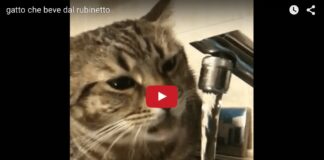 Gatto beve dal rubinetto