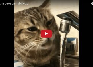 Gatto beve dal rubinetto