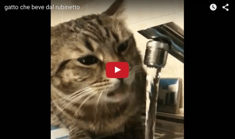 Gatto beve dal rubinetto