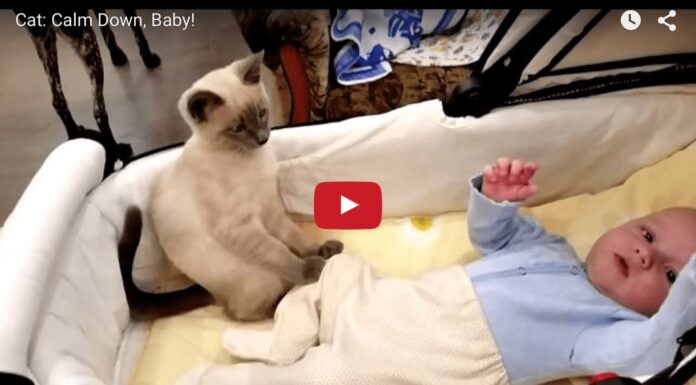 Gatto tranquillizza un neonato: “Don’t worry, baby” Don't worry, baby