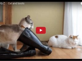 Gatti con gli stivali