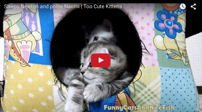 Due gattini fanno la nanna Gattini fanno la nanna