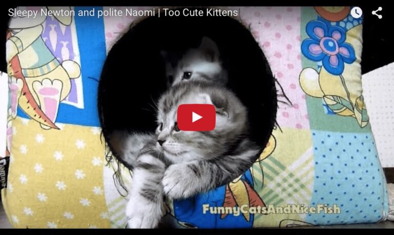 Gattini fanno la nanna