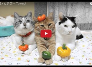 Gatti in posa