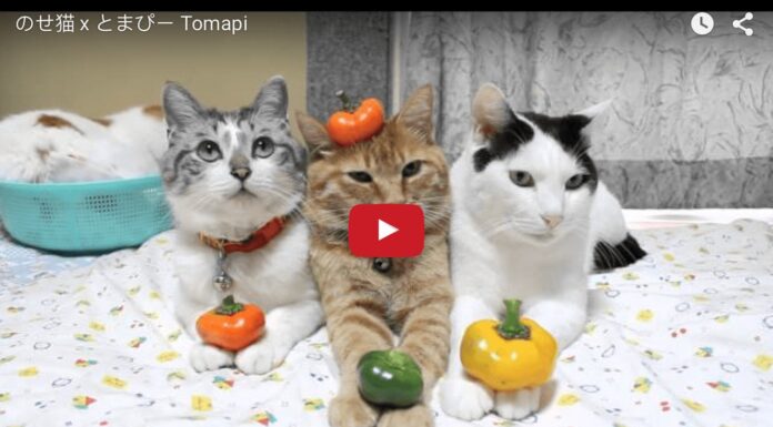 Gatti in posa per la foto di gruppo Gatti in posa