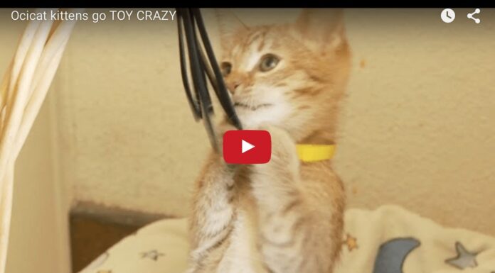 Gattini si divertono con un nuovo giocattolo Gattini alle prese con un nuovo giochino