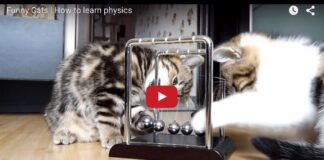 Tre gattini a lezione di fisica