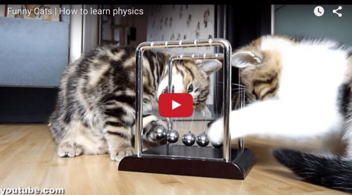 Tre gattini a lezione di fisica Tre gattini a lezione di fisica