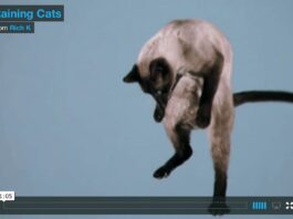 Piovono gatti
