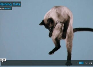 Piovono gatti