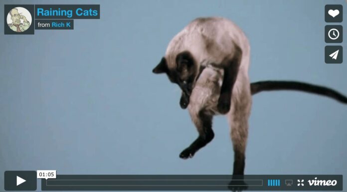 Una pioggia di gatti Piovono gatti