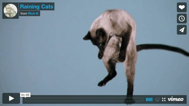 Piovono gatti