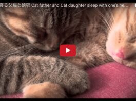 Papà e figlia dormono