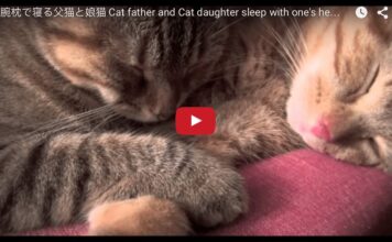 May e Kojiro dormono beatamente Papà e figlia dormono