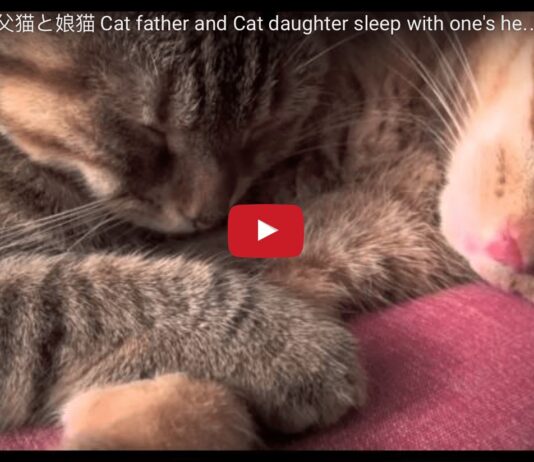 Papà e figlia dormono