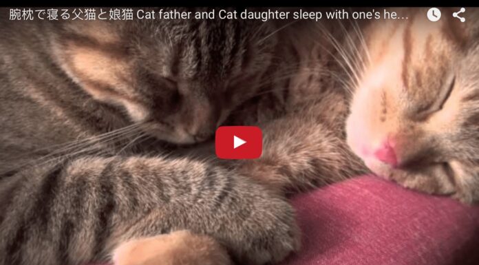 May e Kojiro dormono beatamente Papà e figlia dormono