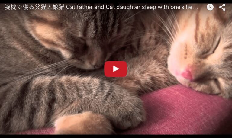 Papà e figlia dormono