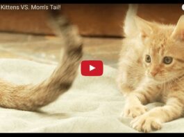 Gattino fa i dispetti