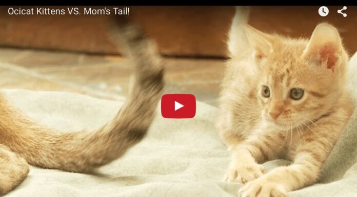 Gattino fa i dispetti a mamma gatta Gattino fa i dispetti