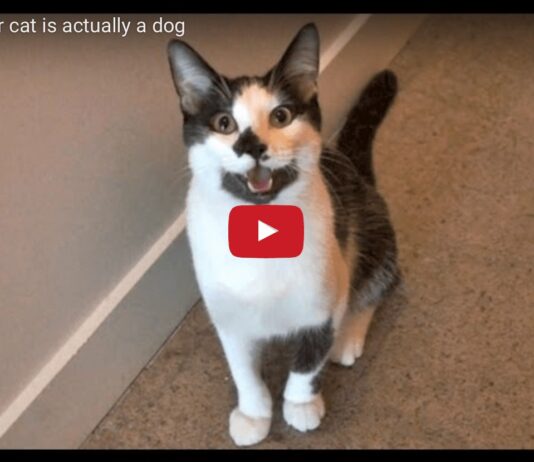 Gatto o cane?